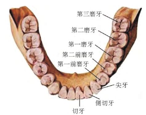 大牙位置|正常的大牙图片